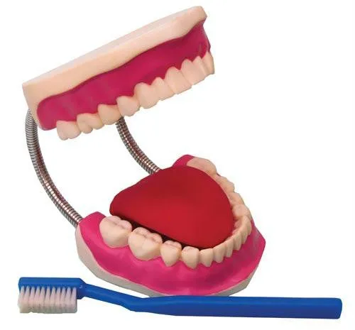 Dental Care Model