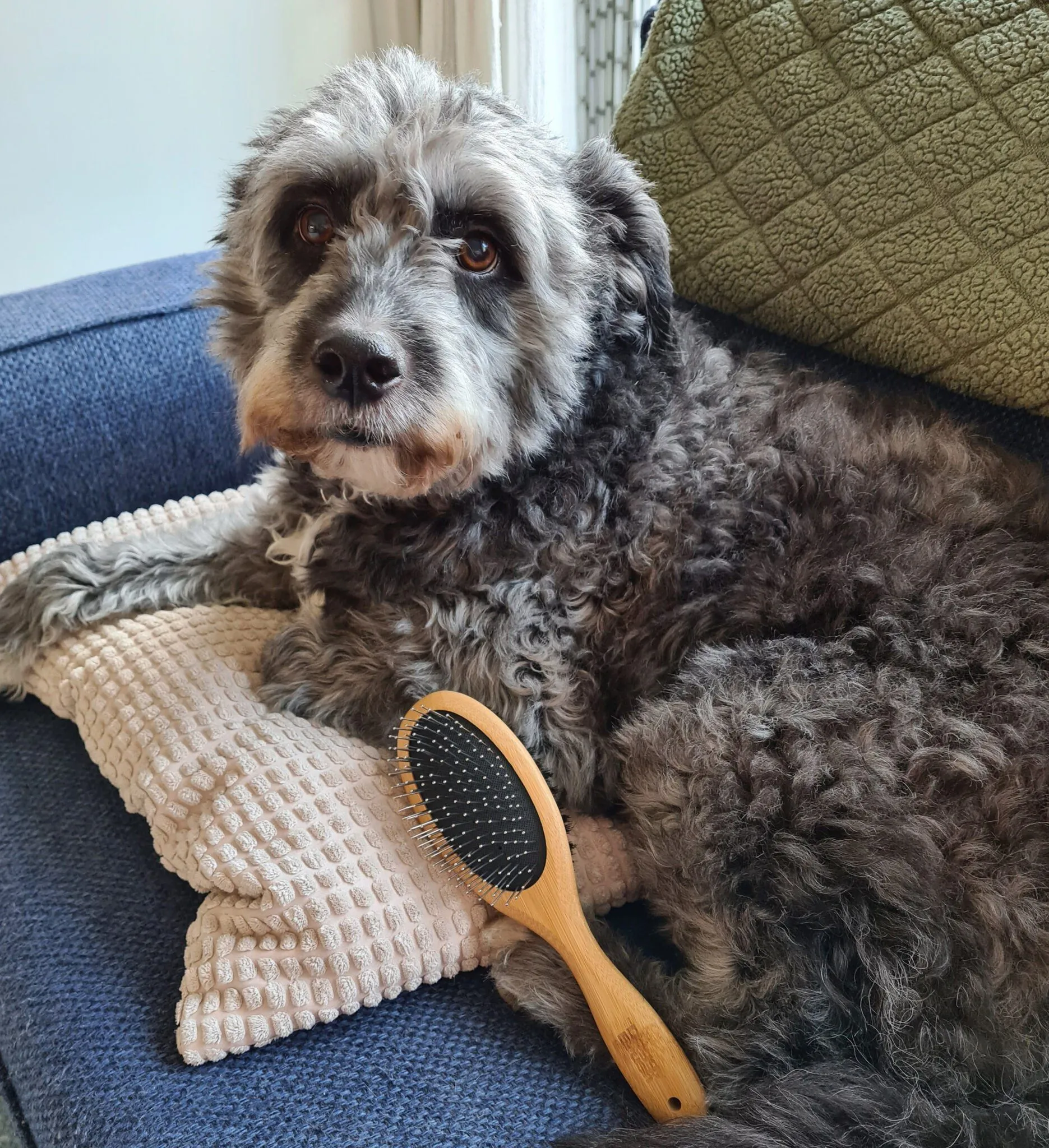 Doggy Brush Curry Comb