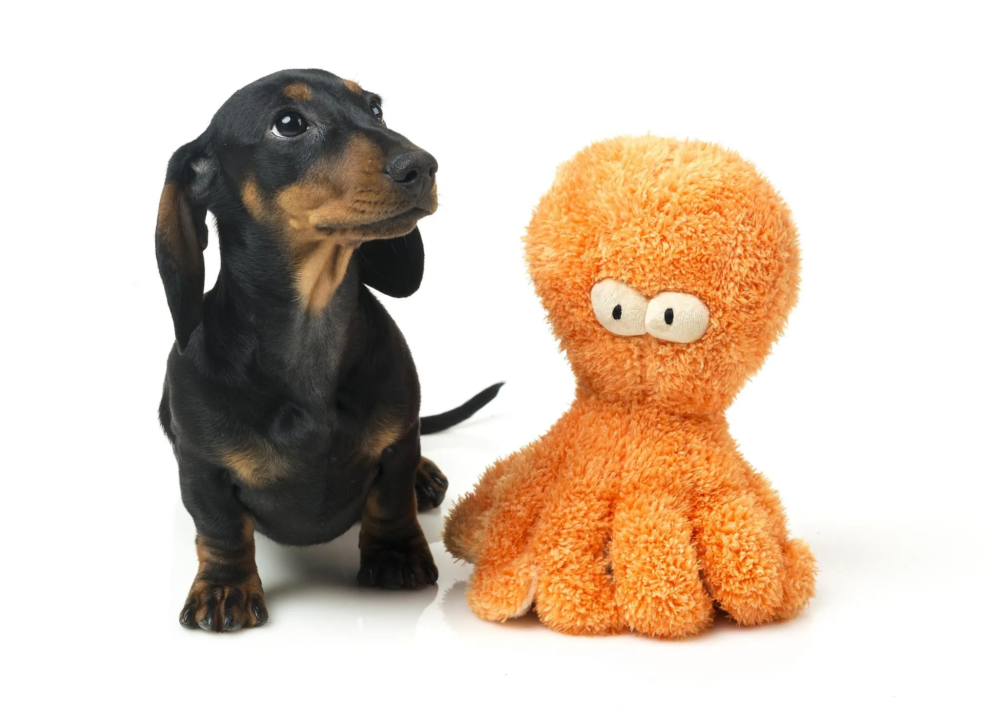 FuzzYard Sir Legs-A-Lot The Octopus Dog Toy