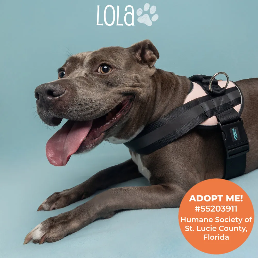 Joyride Premium Advanced Dog Harness 2.0 (Solid Colors)