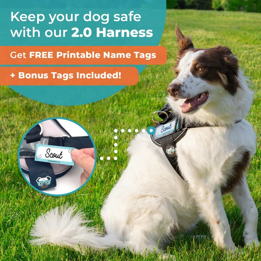 Joyride Premium Advanced Dog Harness 2.0 (Solid Colors)