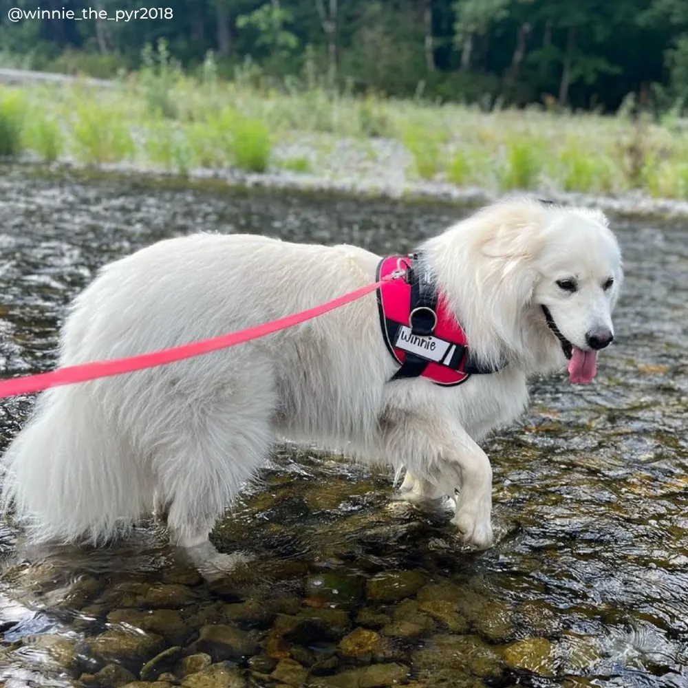 Joyride Premium Advanced Dog Harness 2.0 (Solid Colors)