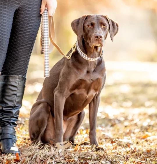 Leash | Gray Buffalo Check