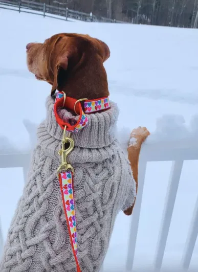 Leash | Pop Hearts