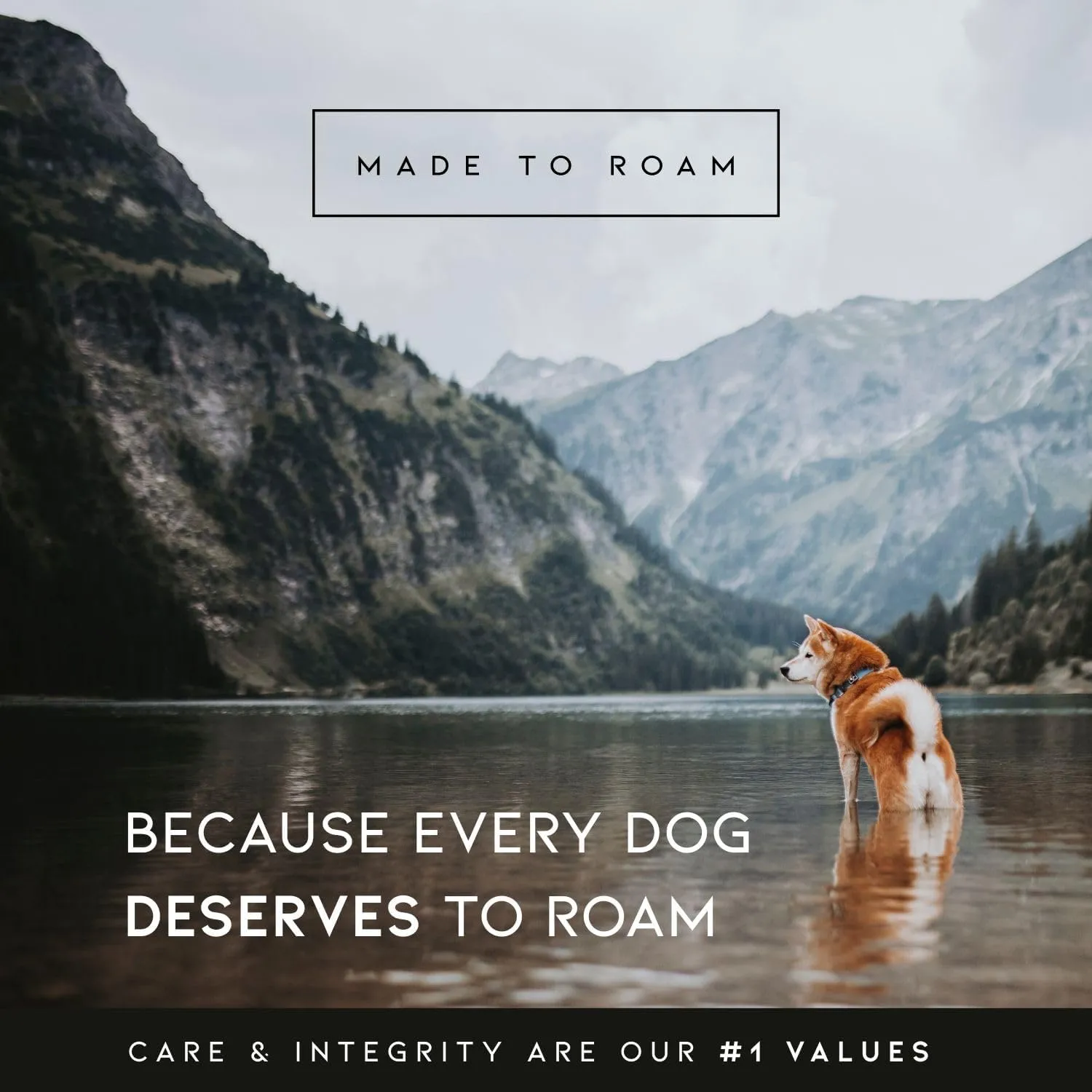 Made to ROAM Premium Dog Collar - Adjustable Heavy Duty Nylon Collar with Quick-Release Metal Buckle (Oregon Haze, Classic Size 0)