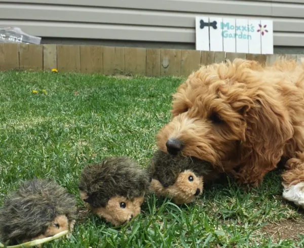 Miniz 3-Pack Hedgehogs Dog Toys