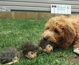 Miniz 3-Pack Hedgehogs Dog Toys