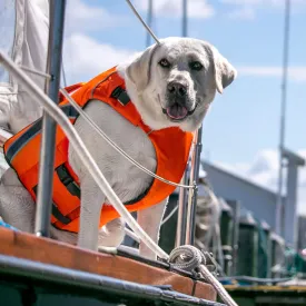Monterey Bay Offshore Dog Life Jacket