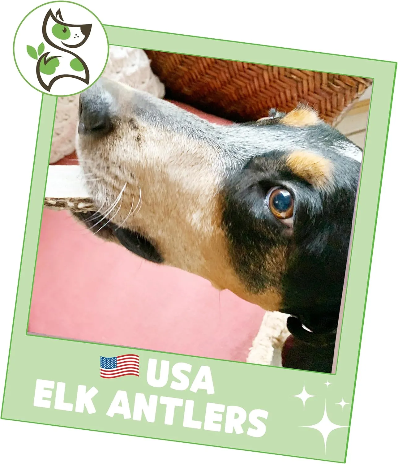 Nature Gnaws USA Elk Antlers for Dogs 5-8" (3 Count) - Mix of Split and Whole Pieces - Long Lasting for Aggressive Chewers - Natural Dog Chew Bones