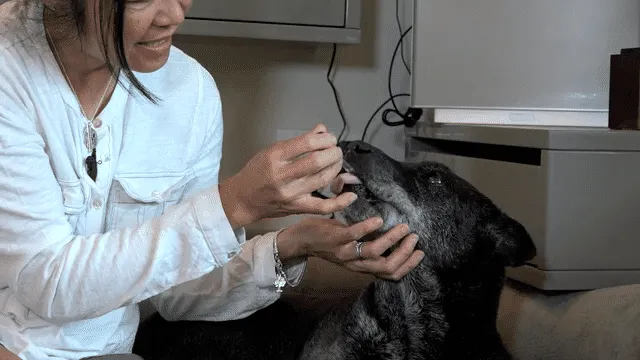 Only Natural Pet Eye & Upper Respiratory Support for Dogs & Cats