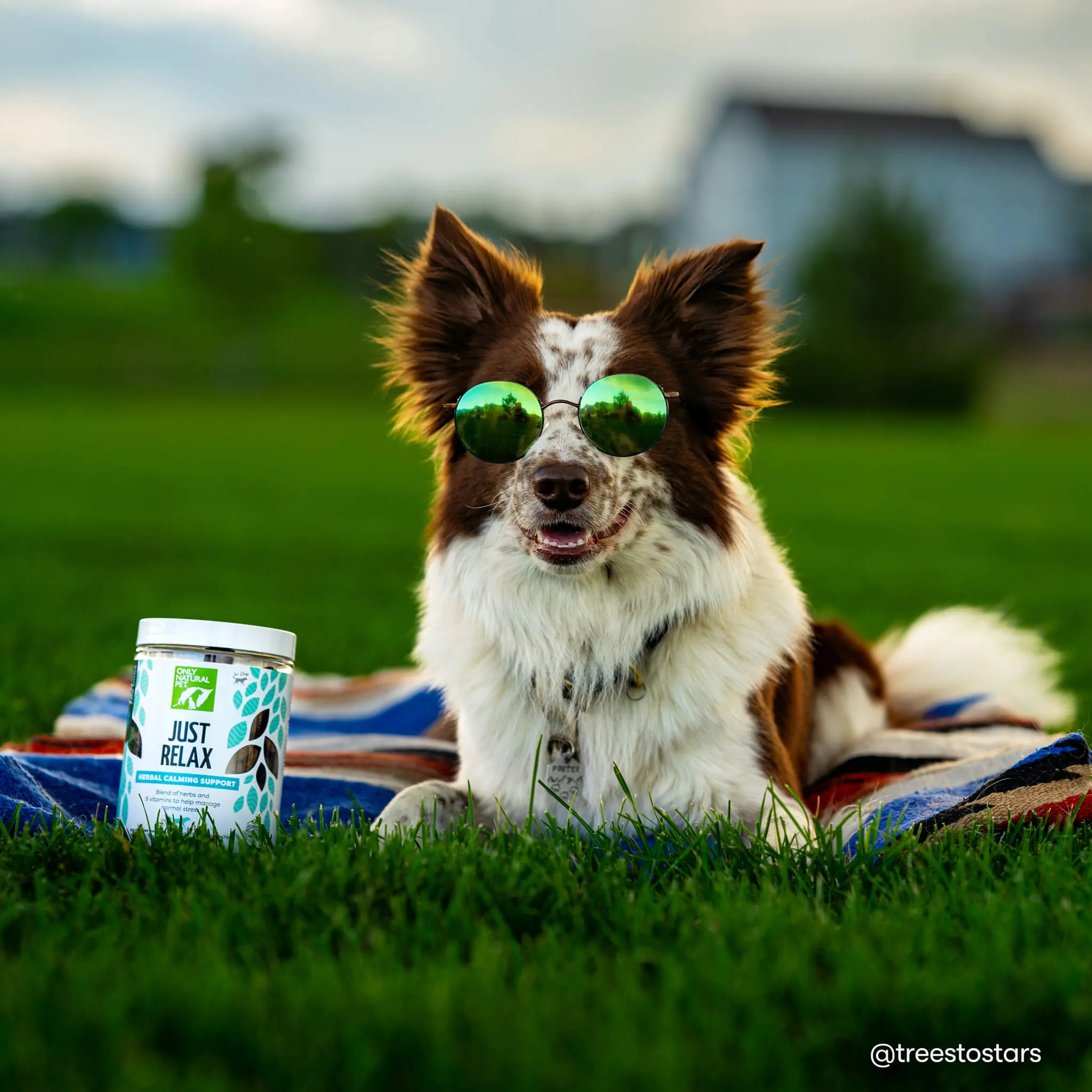 Only Natural Pet Just Relax Calming Chews for Dogs