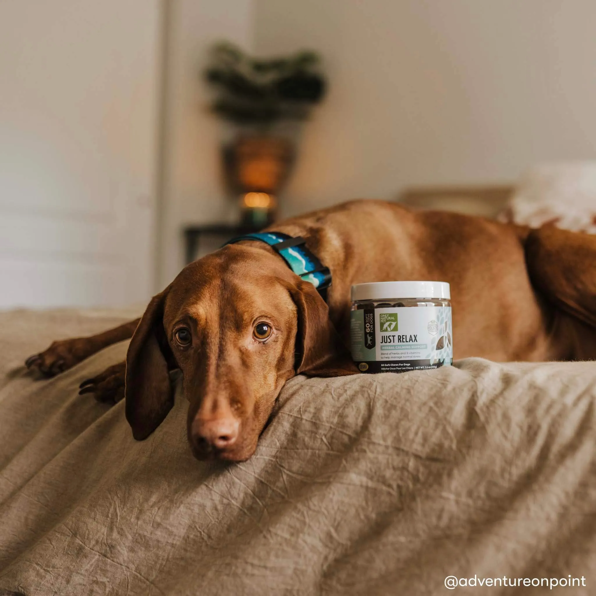 Only Natural Pet Just Relax Calming Chews for Dogs