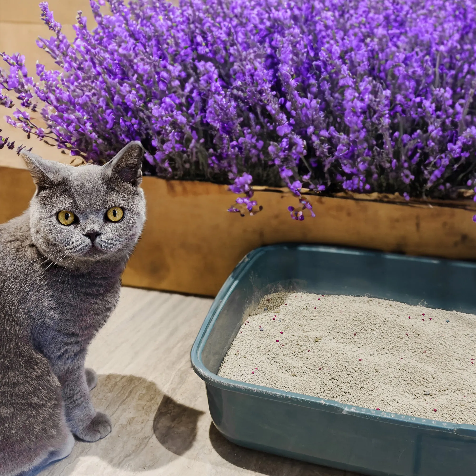 Poowee! Clumping Lavender Cat Litter