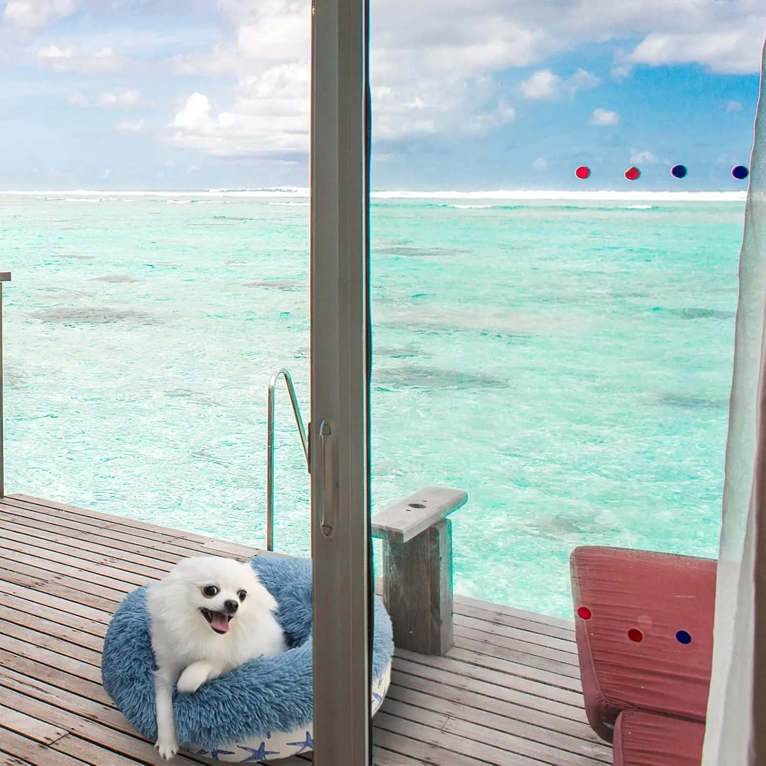 Puppy Beds for Small Dogs Washable 19 Inches Lake Blue Color Matching Starfish Calming and Anxiety Pet Beds Fluffy and Plush Durable Ocean Style Small Dog Bed