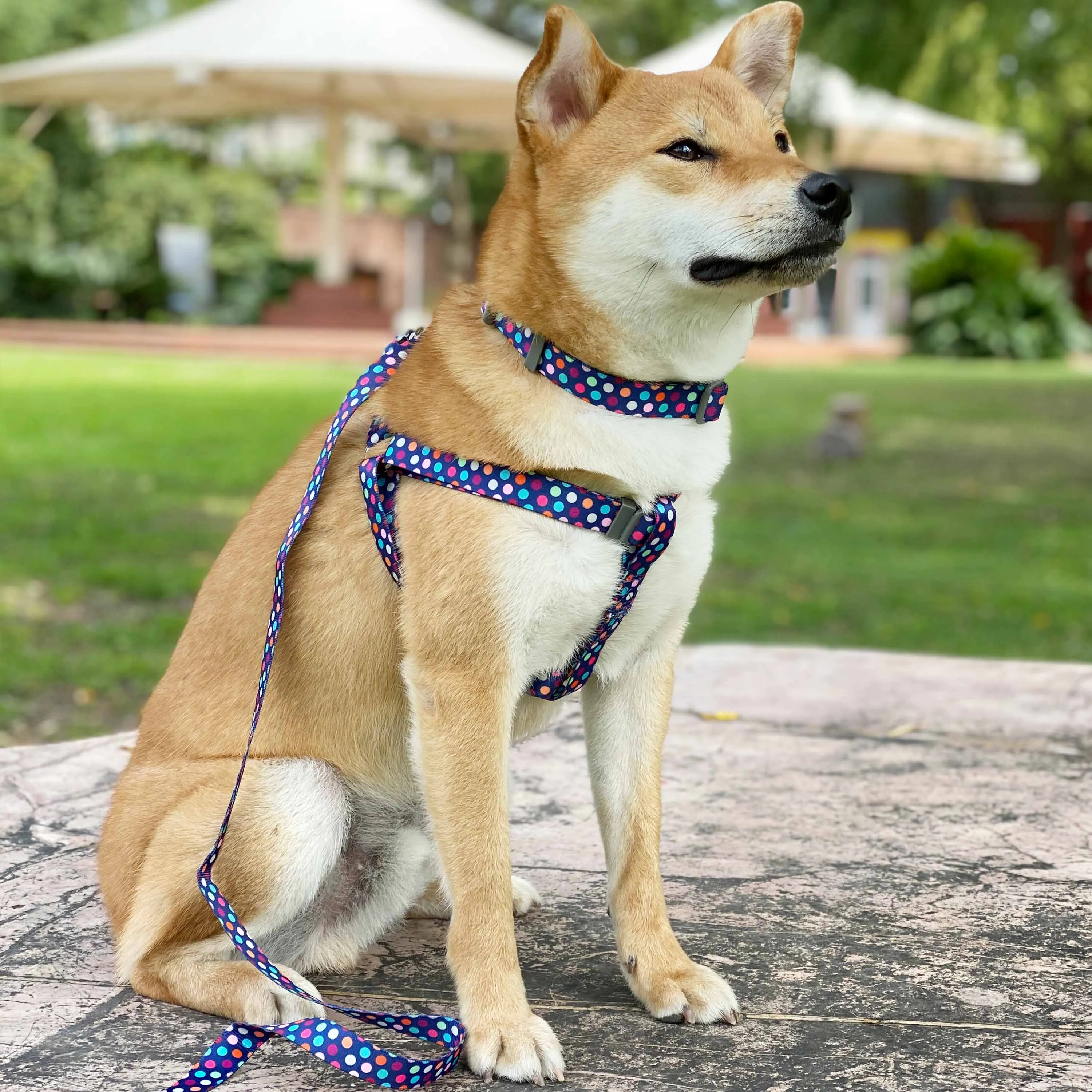 Rainbow Polka Dots Dog Collar for Stylish Pups